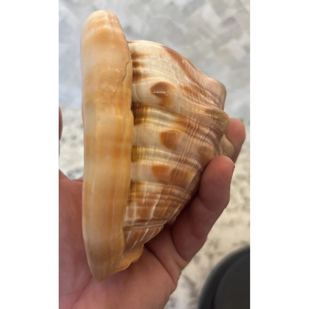 Natural Bullmouth Helmet Bull's Mouth Conch Shell Cypraecassis Rufa Tank‎ Decor